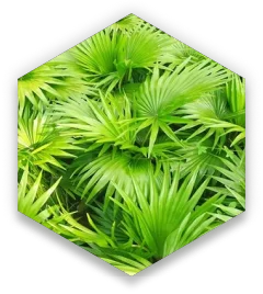 prostazem hex-saw-palmetto